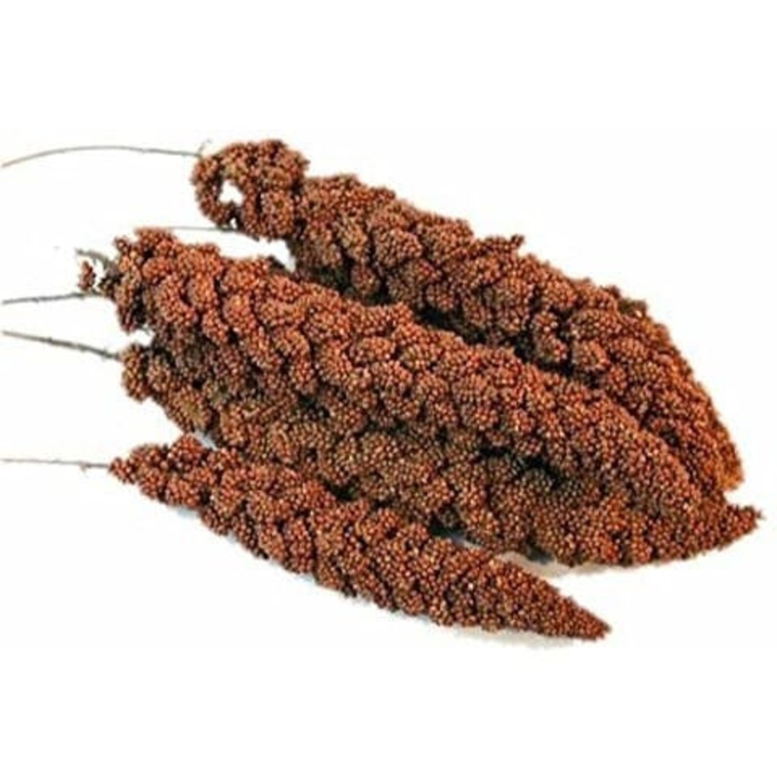 Red Foxtail Millet 50 grams Etsy