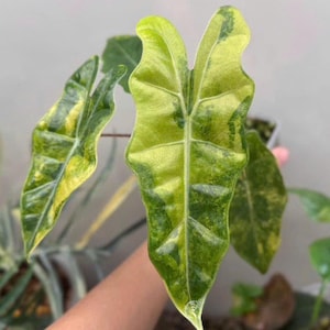Brokig Alocasia pseudo sanderiana aurea | 10 cm krukväxt