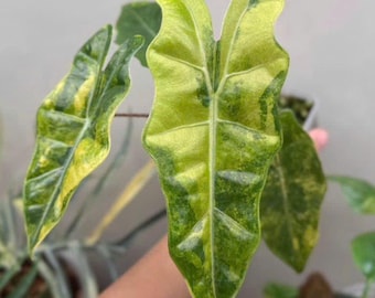 Variegated Alocasia pseudo sanderiana aurea | 4" Potted Plant