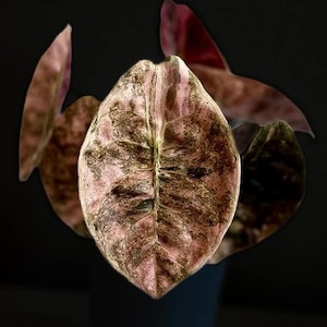 極上 アロカシア クプレア スーパーピンク Alocasia cuprea pink - Etsy 日本