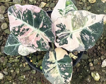 Alocasia Black Velvet Pink Variegated 4 Alocasia Black Velvet Pink Variegated 4
