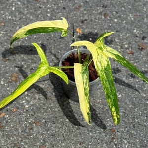Philodendron Holtonianum Variegated - Etsy