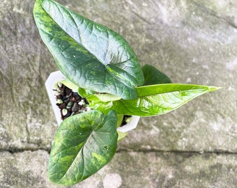 Rare Alocasia scalprum variegated Starter Plant well variegation | scalprum alocasia aurea variegated - Grower's choice