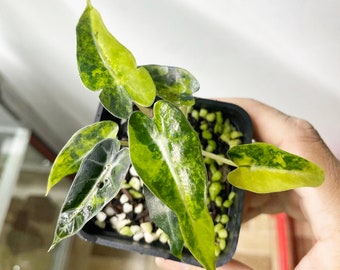 Alocasia bambino Aurea variegated Starter Plant well variegation - Grower's choice
