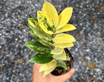 Zamioculcas Zamiifolia panaché, ZZ panaché | plante panachée rare