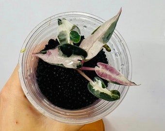 Bambino white var No6 Bambino Pink No8 観葉植物