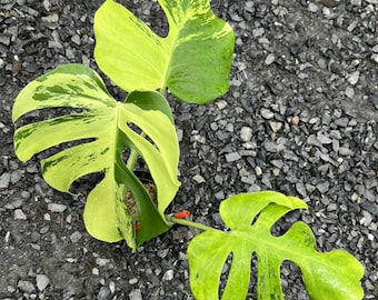Monstera Deliciosa “Light Lime” – Rare Variegated, Well variegation