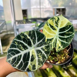 Alocasia Ninja Tricolor Variegated Tissue Culture - High