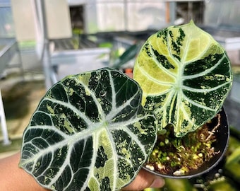 Variegated Alocasia Ninja Tricolor Tissue Culture Plant - Etsy Finland