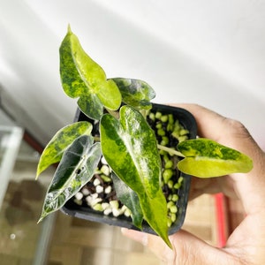 Alocasia bambino Aurea variegated Starter Plant bien variegación - Elección del productor