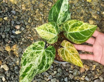 Anthurium Crystallinum Marble Variegated 6" pot Plant - Rare Anthurium