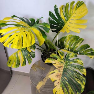 Monstera Deliciosa Yellow Marilyn, well yellow marilyn variegation, Big size plants