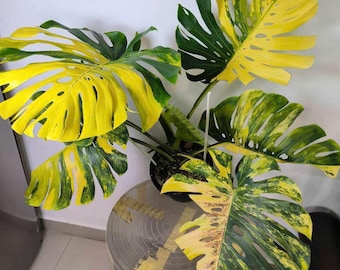 Monstera Deliciosa Yellow Marilyn Plant, Big size Variegated Leaves