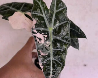 アロカシア・アマゾニカ ピンクアルボ | 4インチの斑入り植物 - Etsy 日本
