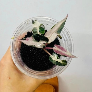 Alocasia bambino albo rosa abigarrado Planta inicial bien variegación - Elección del cultivador