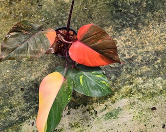Philodendron orange princess Galaxy variegated plant | RARE well variegated