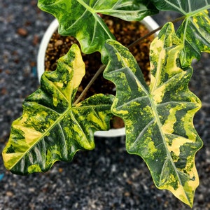 Alocasia pseudo sanderiana aurea variegated Rare Tissue Culture - High variegation Grower&#39;s choice (1 Plant/Glass Bottle, Bag)