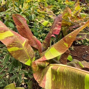 Puede incluir: Primer plano de una planta de plátano con hojas grandes y variegadas. Las hojas son una mezcla de verde, amarillo y rojo, creando un patrón llamativo.