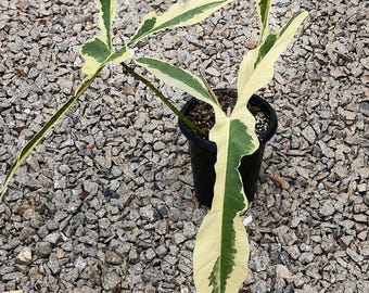 Philodendron Longilobatum Variegated Plant, Well Variegation Rare
