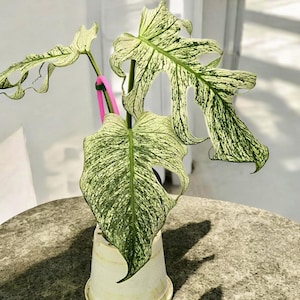 Könnte beinhalten: Eine Philodendron Florida Beauty Pflanze mit panaschierten Blättern, die ein Muster aus Cremeweiß und Dunkelgrün aufweisen. Die Pflanze hat tief gelappte, längliche Blätter und wird von einem leuchtend pinken Kunststoffstab in einem weißen Topf gestützt.