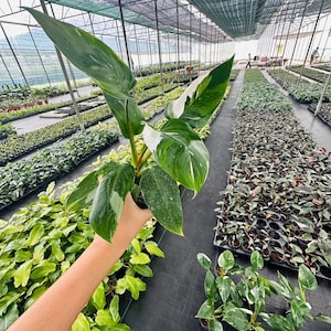 Philodendron White Princess 13cm Topf - gut ausgesucht und bunt gemischt (PFLICHT, ab 2 Pflanzen zu kaufen)