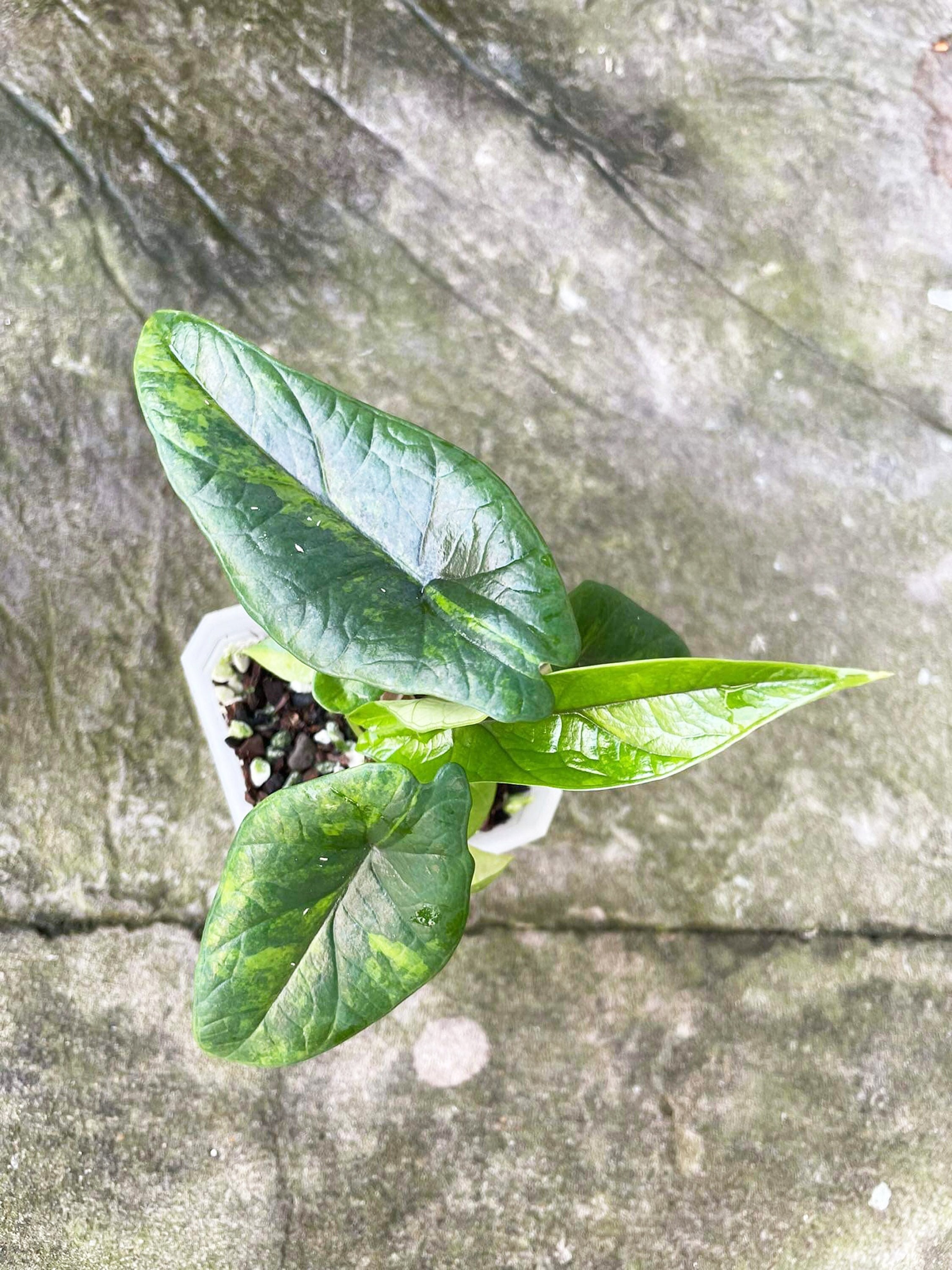Variegated Alocasia Scalprum Plant | 4" Pot, Rare Aurea - Etsy