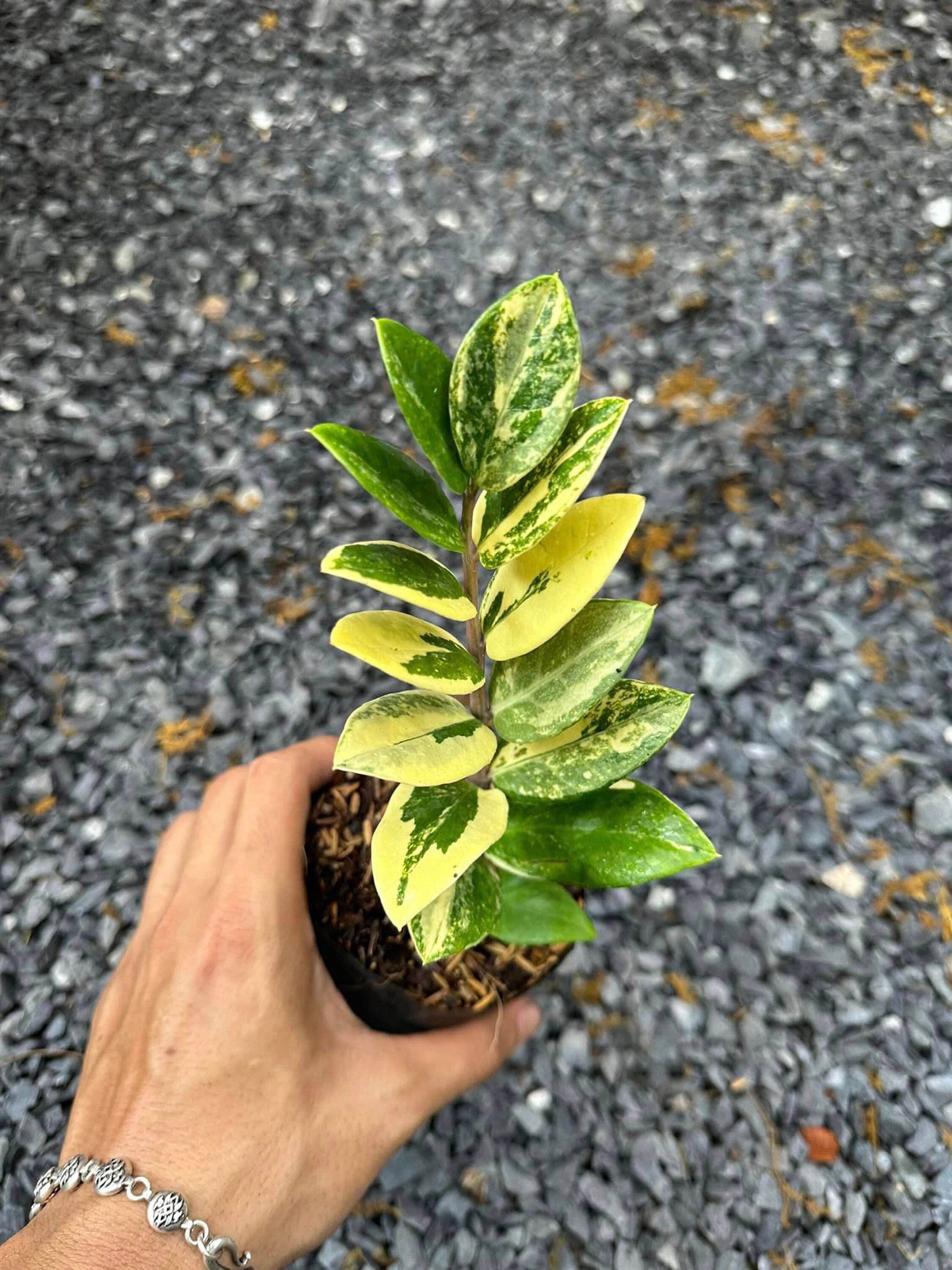 多彩な ZZ プラント、ザミオクルカス ザミイフォリア、珍しい屋内植物
