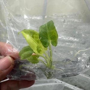 Könnte beinhalten: Eine kleine grüne und gelbe Pflanze mit Wurzeln in einem durchsichtigen Plastikbeutel.
