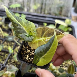Alocasia black velvet golden variegated, maceta de 3" con variegación adecuada / Black velvet gold - Elección del cultivador