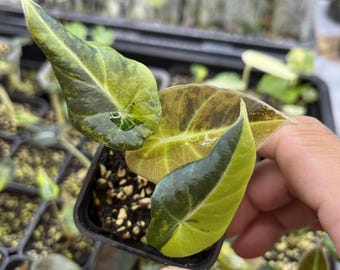 アロカシア ゴールデンボーン 斑入り 本日の厳選（株）‼️ Alocasia Golden Bone✨ アロカシア ゴールデン