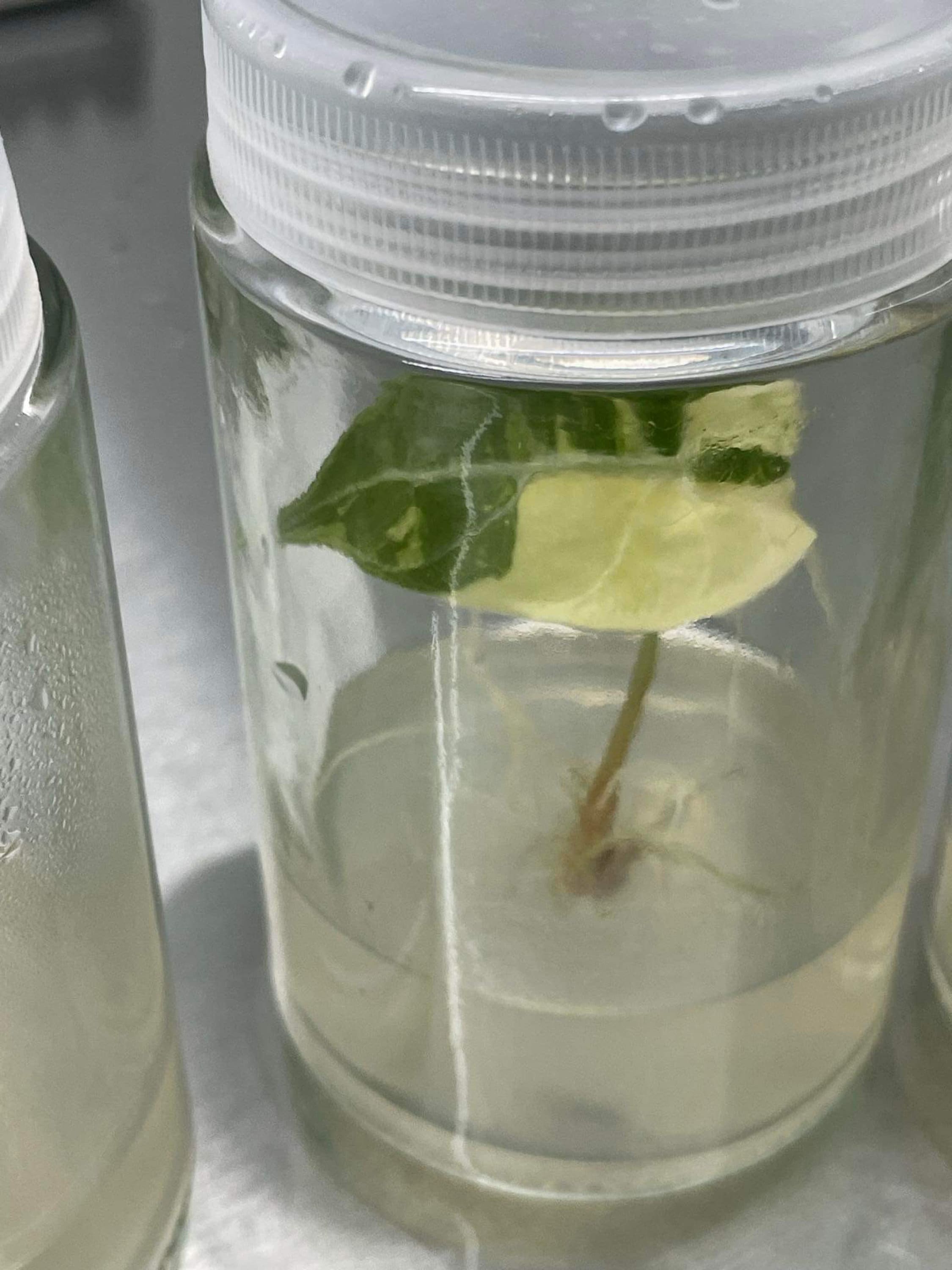 Alocasia watsoniana pink variegated - Etsy 日本