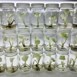 Tissue Culture Gel - Etsy