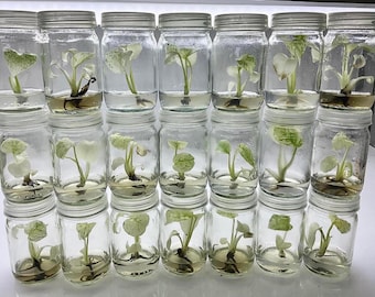 50x Mint Monstera Deliciosa Variegata Large Form Tissue Culture - High variegation - wholesale
