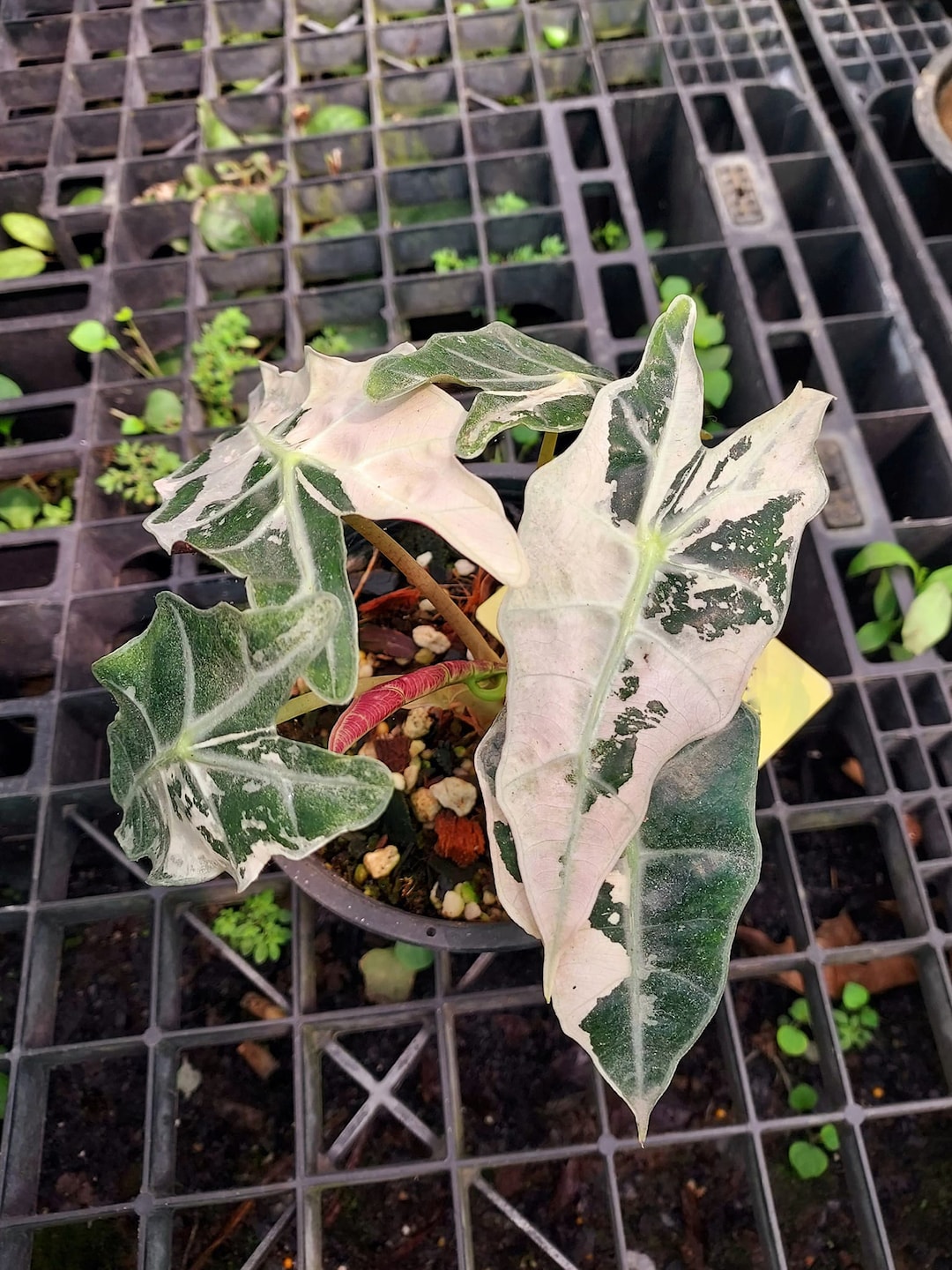 Variegated Pink Alocasia Sanderiana Plant – Tissue Culture - Etsy