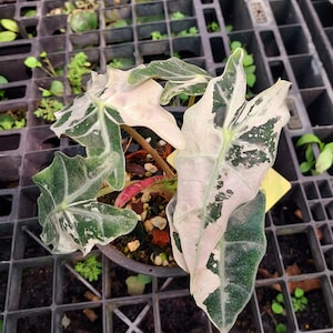 アロカシア ノビリス ピンク 極斑入り アロカシア ノビリスピンク Alocasia nobilis pink