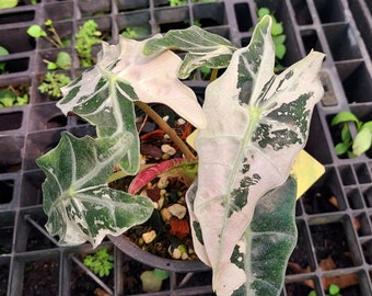 Variegated Pink Alocasia Sanderiana Plant – Tissue Culture
