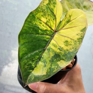 Alocasia yucatan princess aurea variegated Tissue Culture - High variegation Grower&#39;s choice (1 Plant/Glass Bottle, Bag)