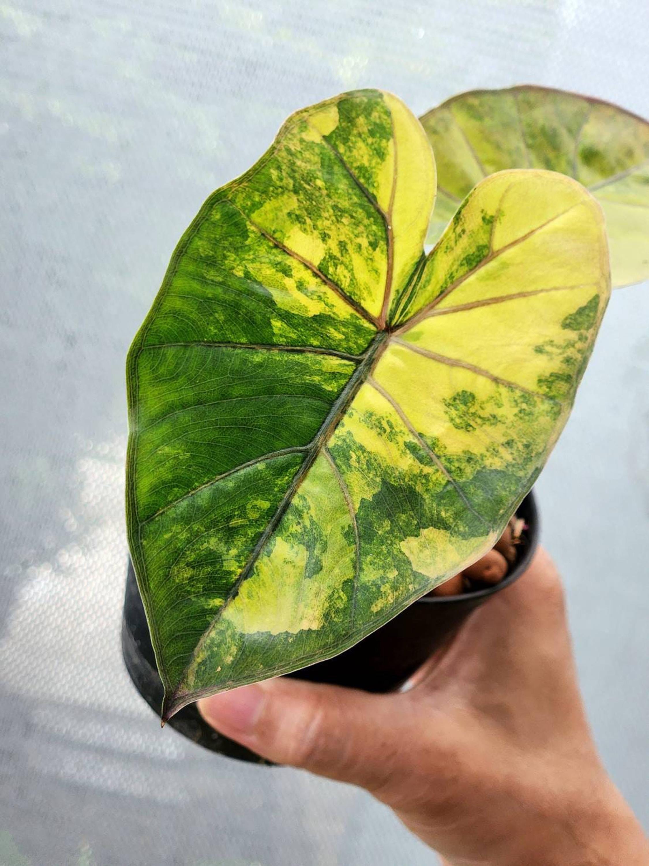 その他観葉植物 Alocasia Yucatan Princes Variegata Alocasia Yucatan Princes Variegata