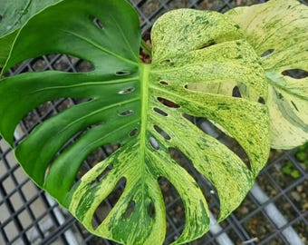 真ん丸葉っぱが可愛い　Monster Mint Siam Green モンステラ・デリシオサ・ミント・サイアム、葉2～3枚、斑入りが美しい