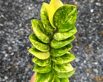 il_340x270.5936512267_igvv.jpg