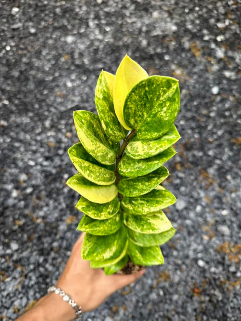 USCustomVN ZZ Plant - Thumbnail 2