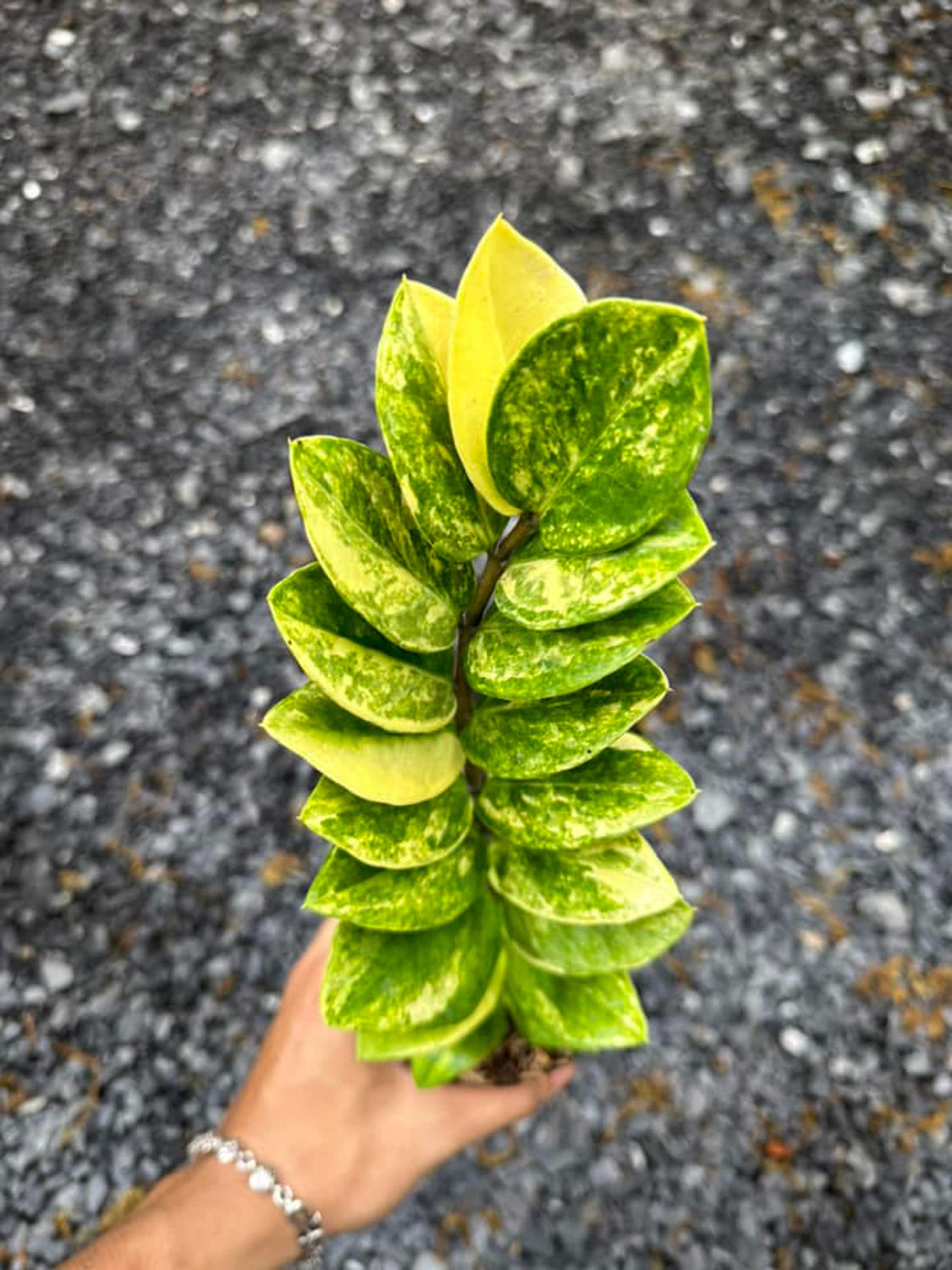 多彩な ZZ プラント、ザミオクルカス ザミイフォリア、珍しい屋内植物