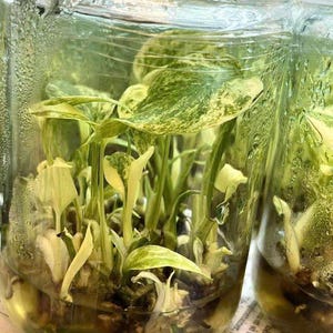 Puede incluir: Primer plano de un tarro de cristal lleno de agua y una planta. La planta tiene hojas y tallos abigarrados verdes y blancos. El tarro está parcialmente lleno de agua. El tarro está sobre un periódico.