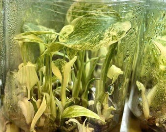 10 Legacy Monstera Plants - High Variegation Tissue Culture