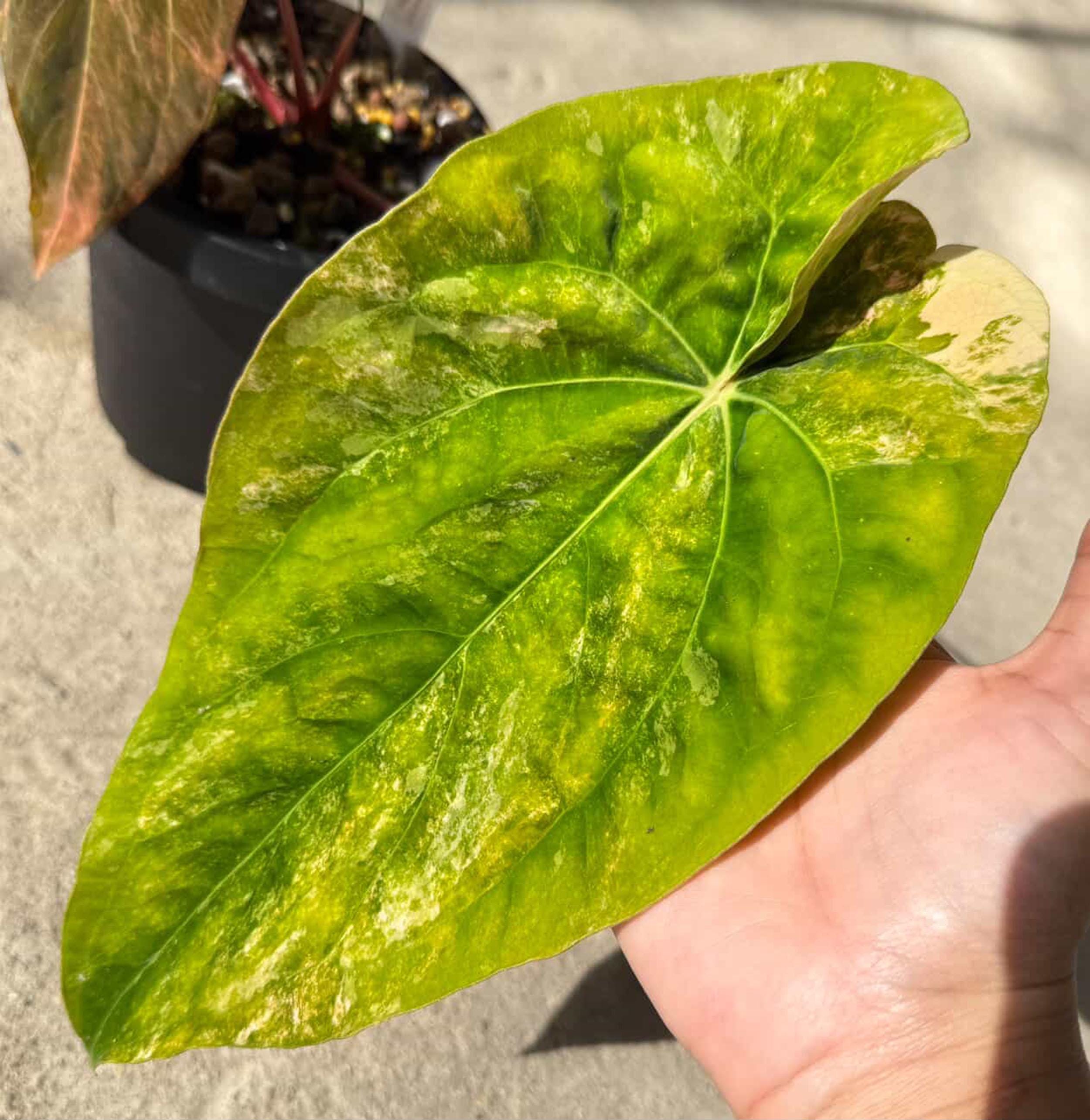 Anthurium Papillilaminum Var. X (fort Sherman X Ralph Lynam) Var