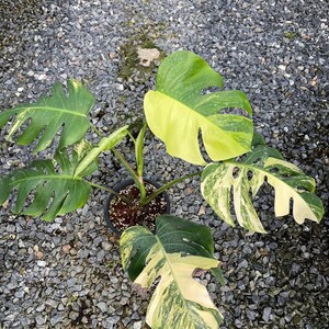 May include: A variegated Monstera plant with green and yellow leaves growing in a pot on a bed of gray gravel.