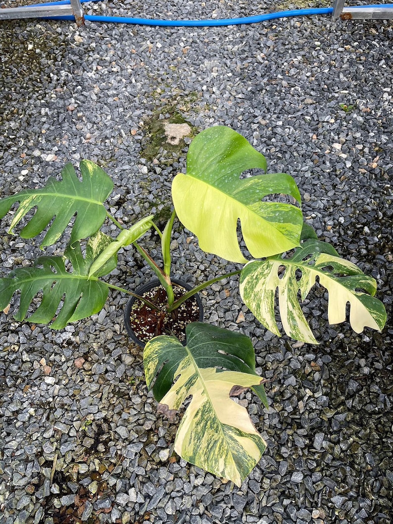 May include: A variegated Monstera plant with green and yellow leaves growing in a pot on a bed of gray gravel.