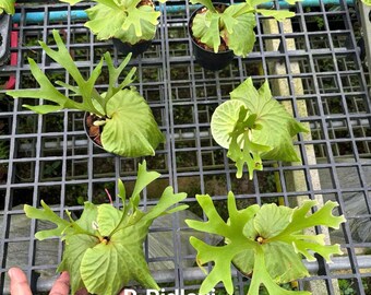 Platycerium Ridleyi, 6" pot