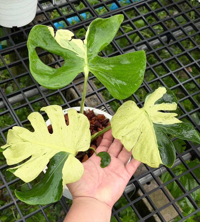 Monstera Deliciosa Ocean Lava, 6