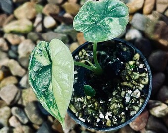 Alocasia Dragon Scale Variegated 4
